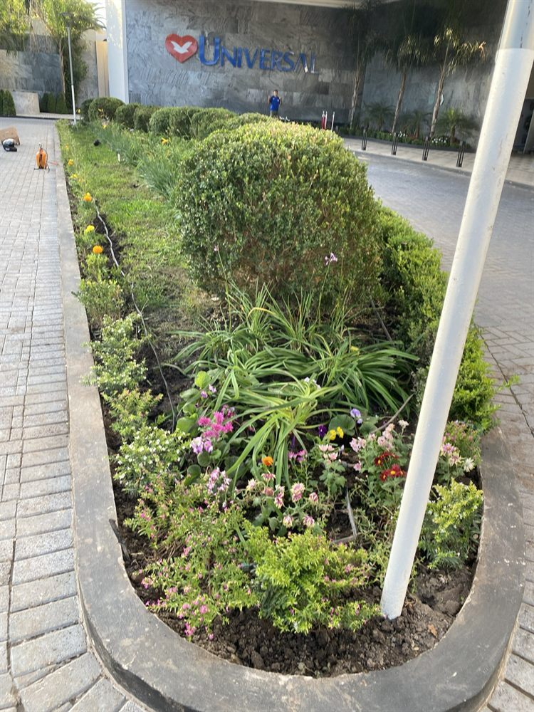 Diseño y mantenimiento de cantero con plantas