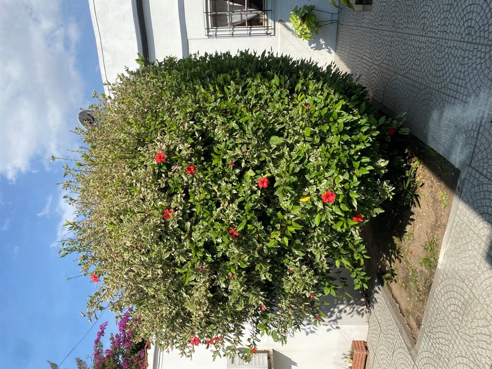 Arbustos esféricos podados en jardín