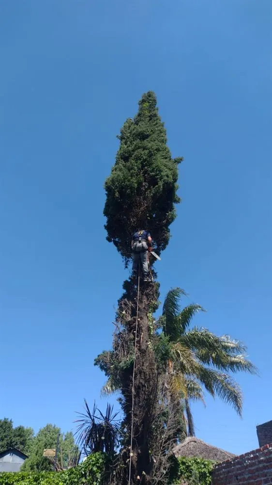 Operario en la copa de un ciprés podando con motosierra
