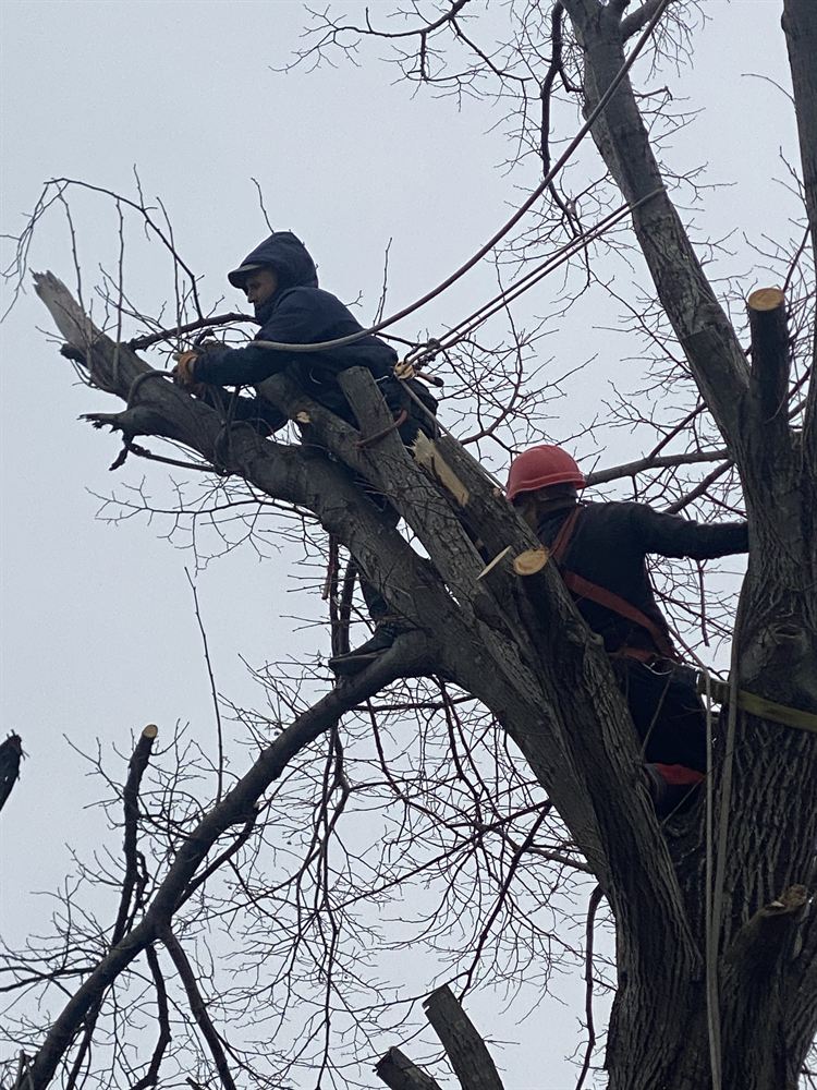 Trepa y poda de un árbol