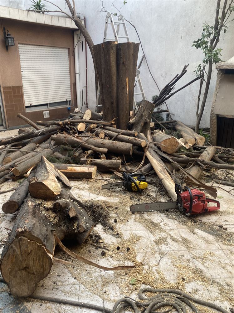 Tala de árbol con motosierra