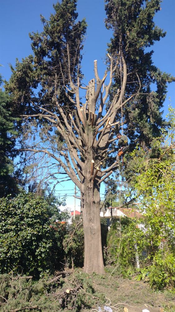 Árbol con poda de formación