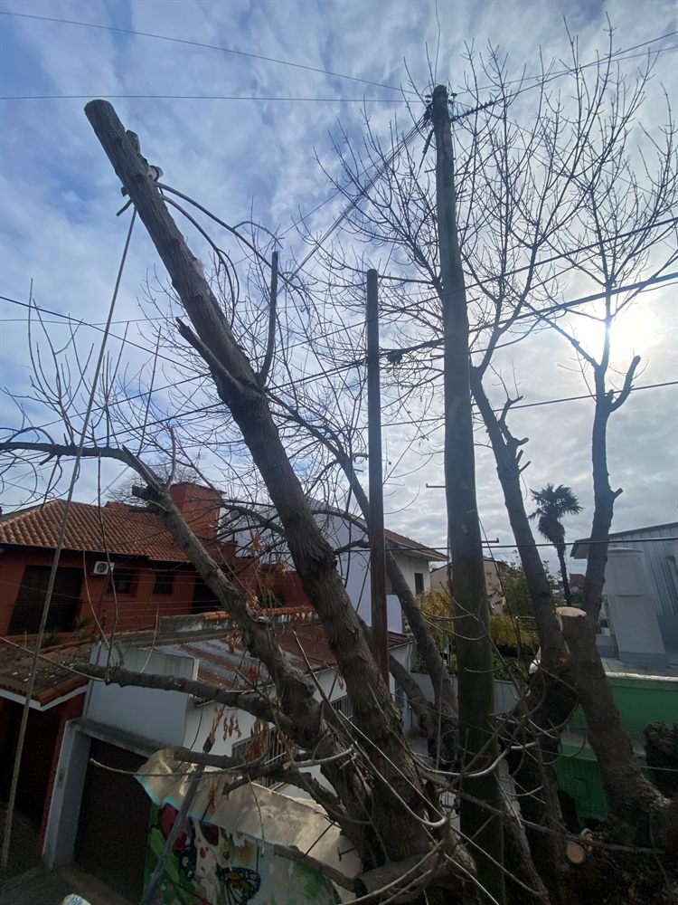 Camión con cesta y grúa para poda y tala de árboles