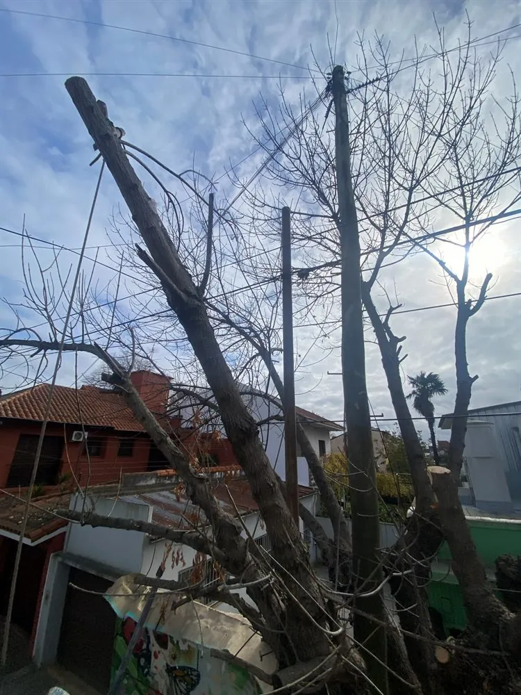 Camión con cesta y grúa para poda y tala de árboles
