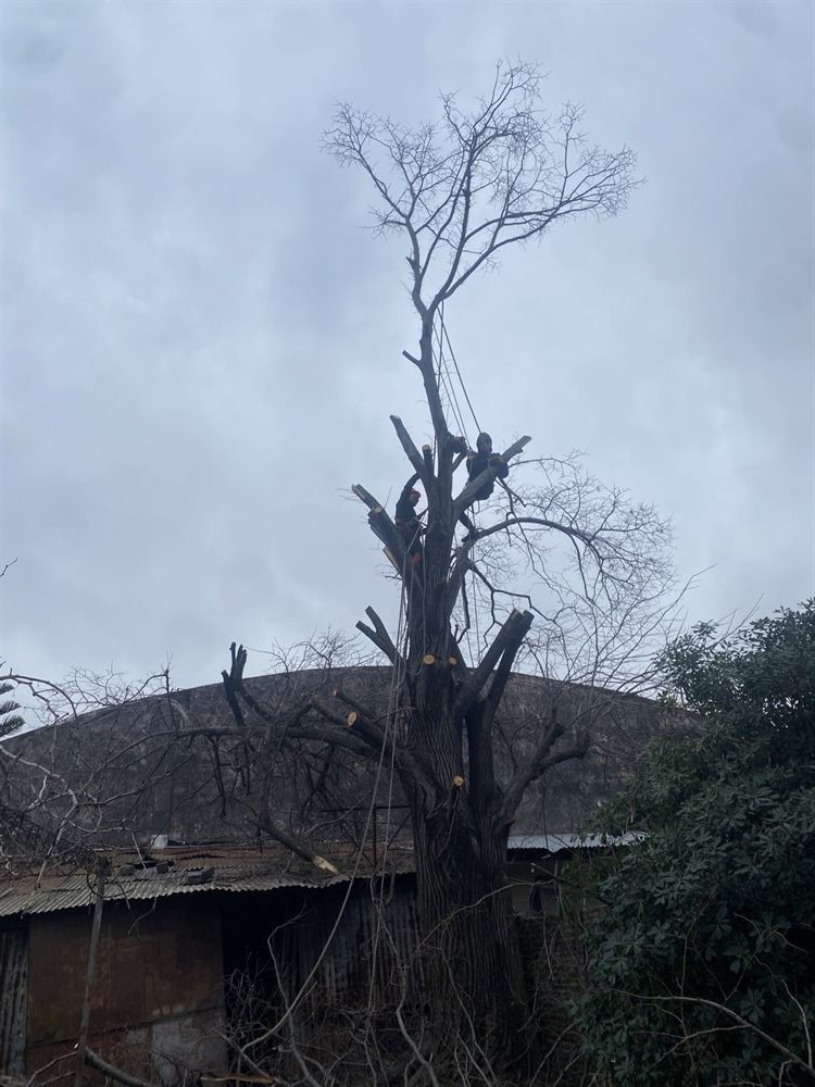 Poda de formación de árbol