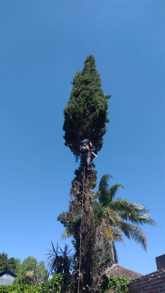 Poda de ciprés en altura
