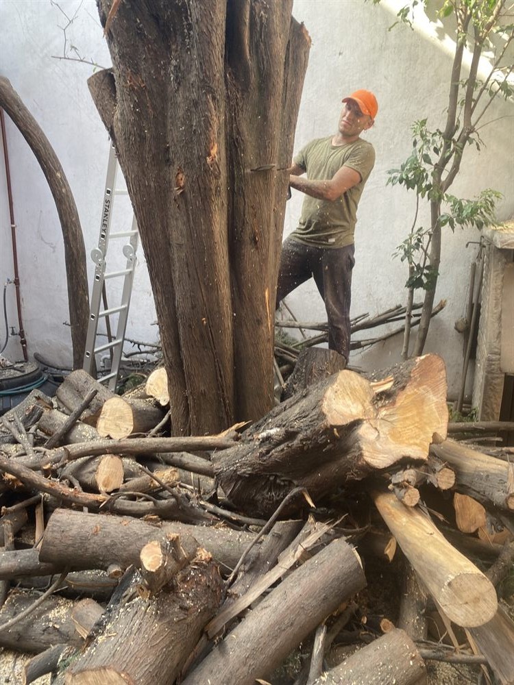 Tala de árbol y corte de tronco
