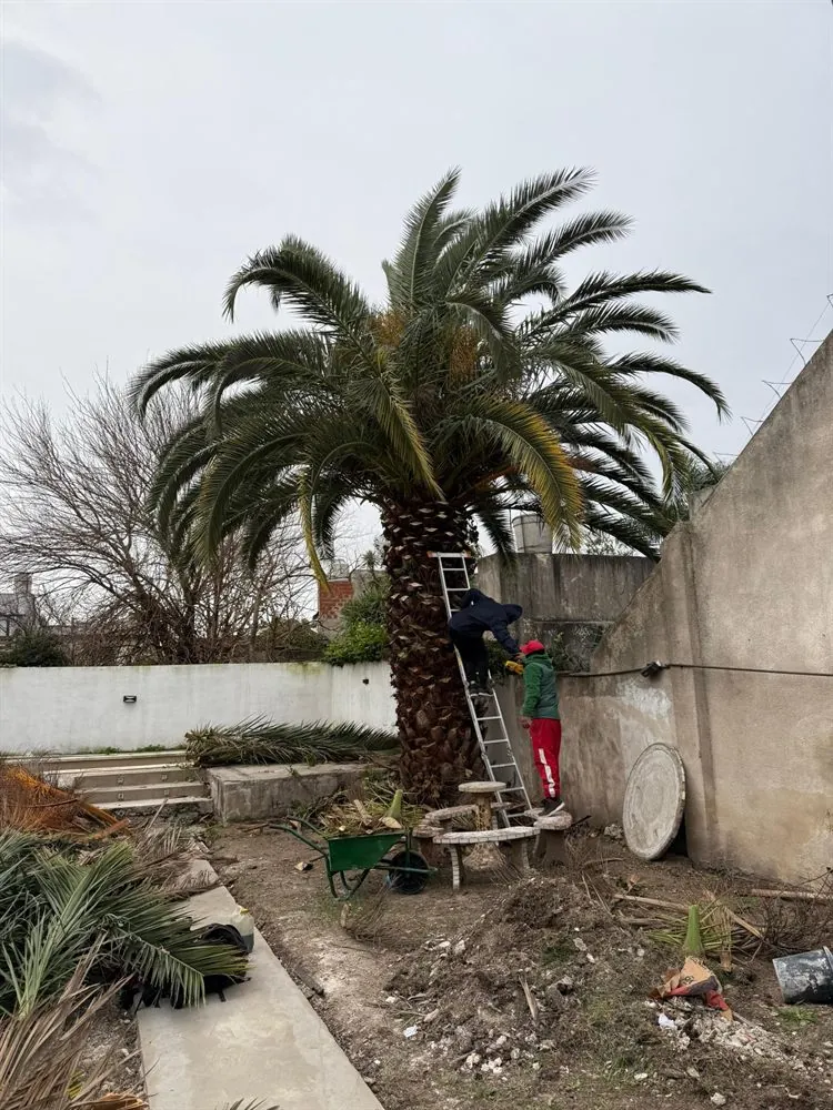 Poda y limpieza de palmera