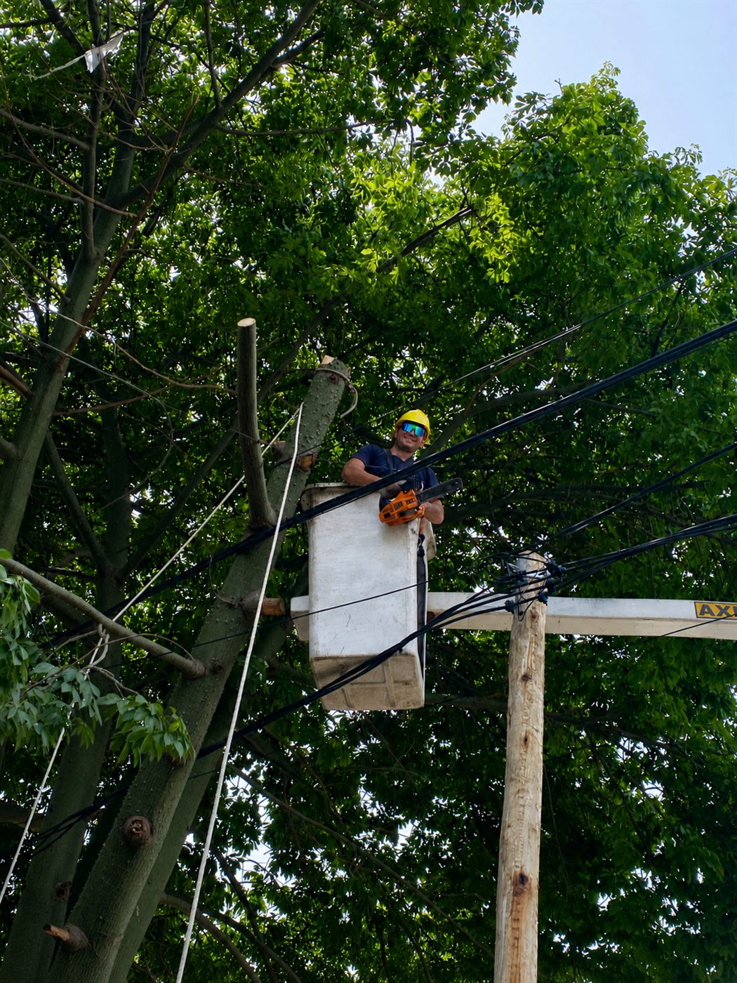 Poda segura en altura cerca del cableado eléctrico