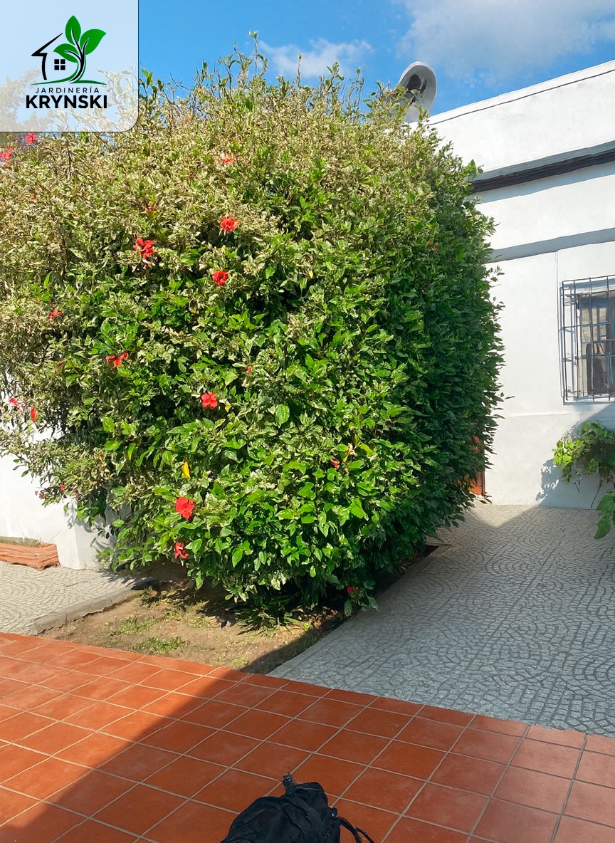 Jardineria krynski